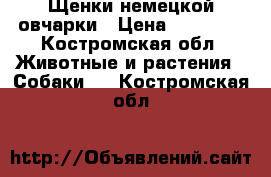 Щенки немецкой овчарки › Цена ­ 15 000 - Костромская обл. Животные и растения » Собаки   . Костромская обл.